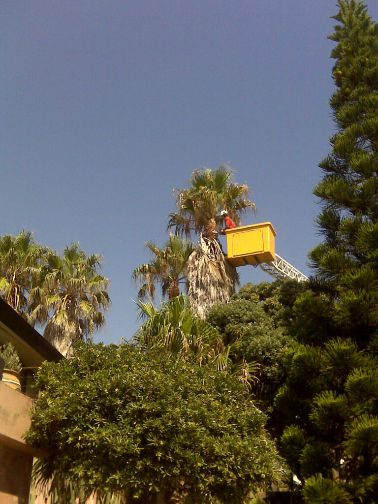 Tree Removals