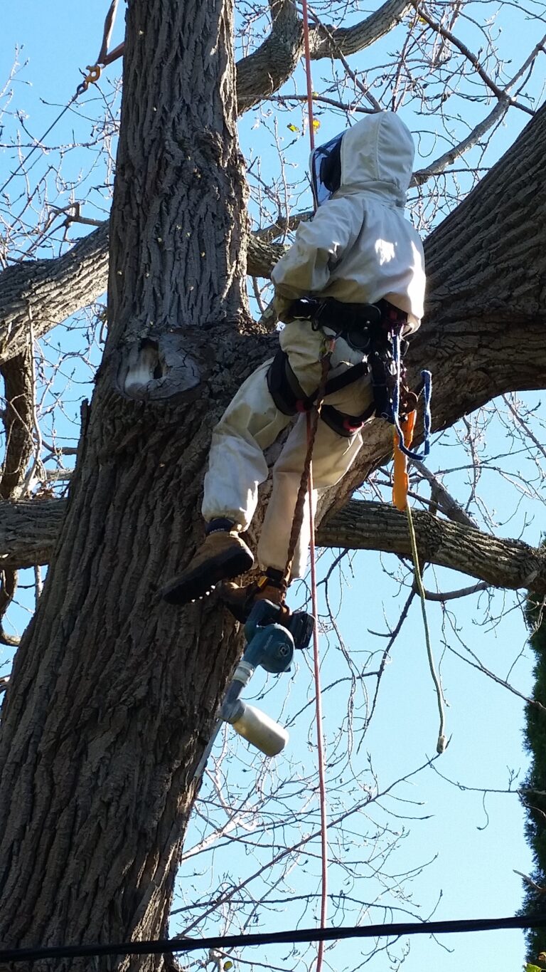 Bee Removal In Hunters Hill