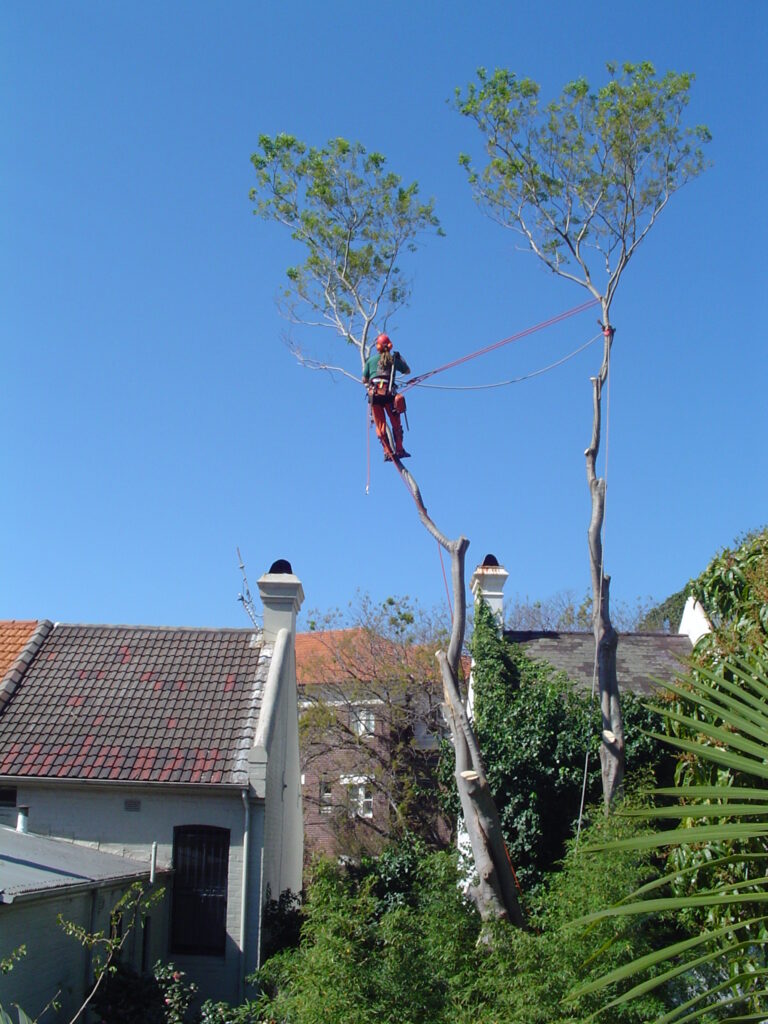 Celtis Removal in Paddington