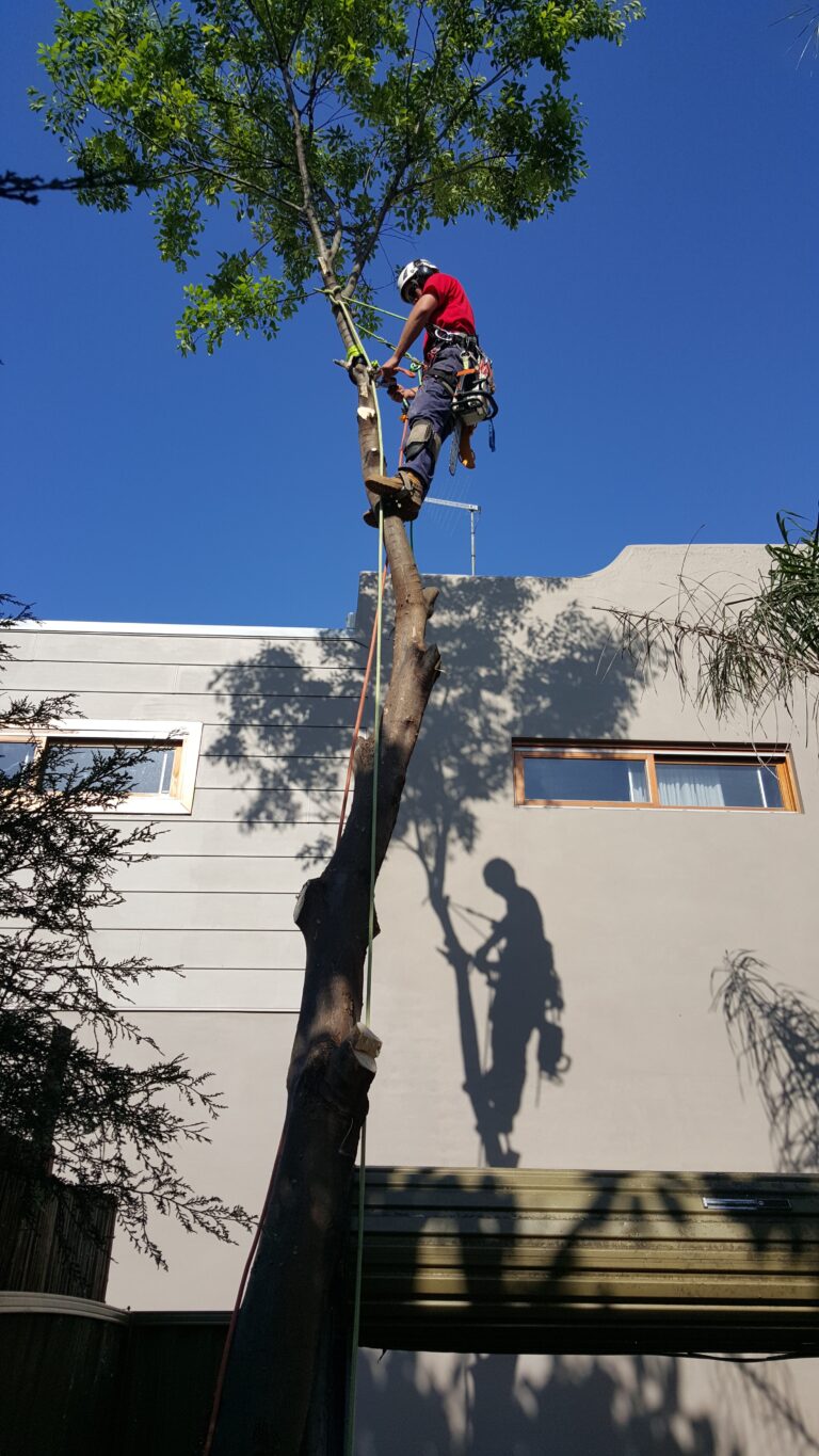 Wattle tree removal in Redfern