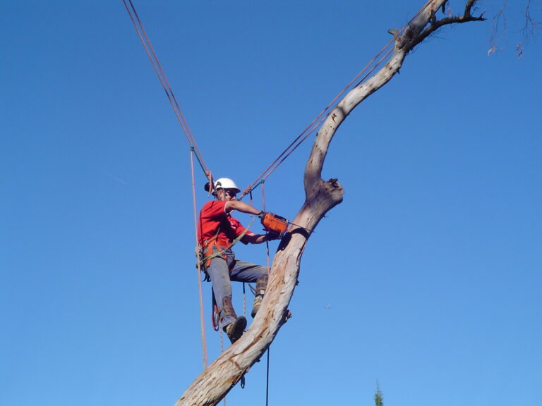 Dead tree removal in Lane Cove