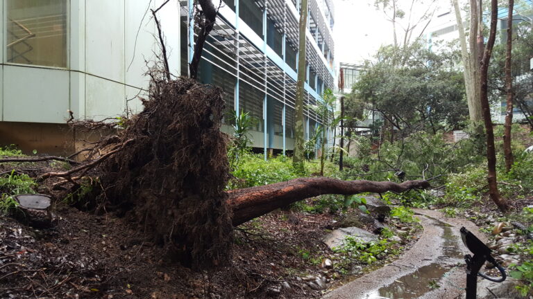 Fallen Wattle tree in Chatswood