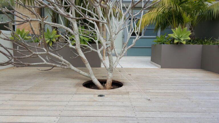 Frangipani with Tree Fellas guying