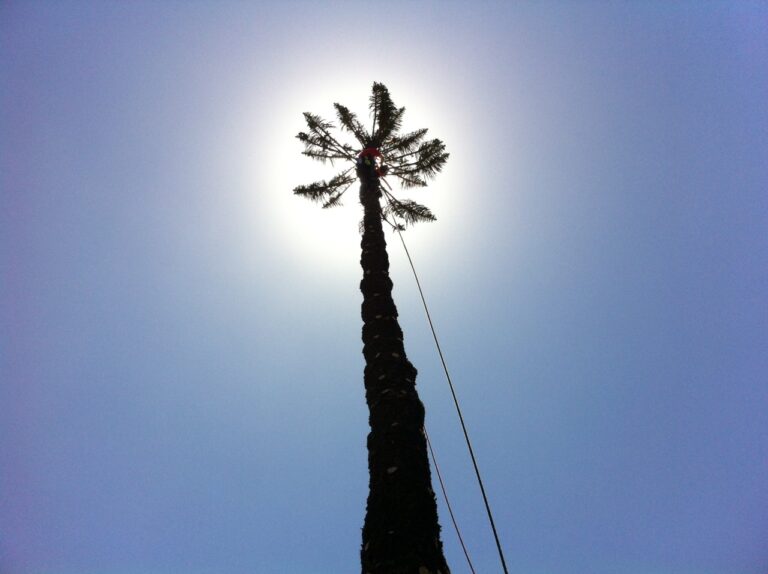 Pine Removal in Coogee