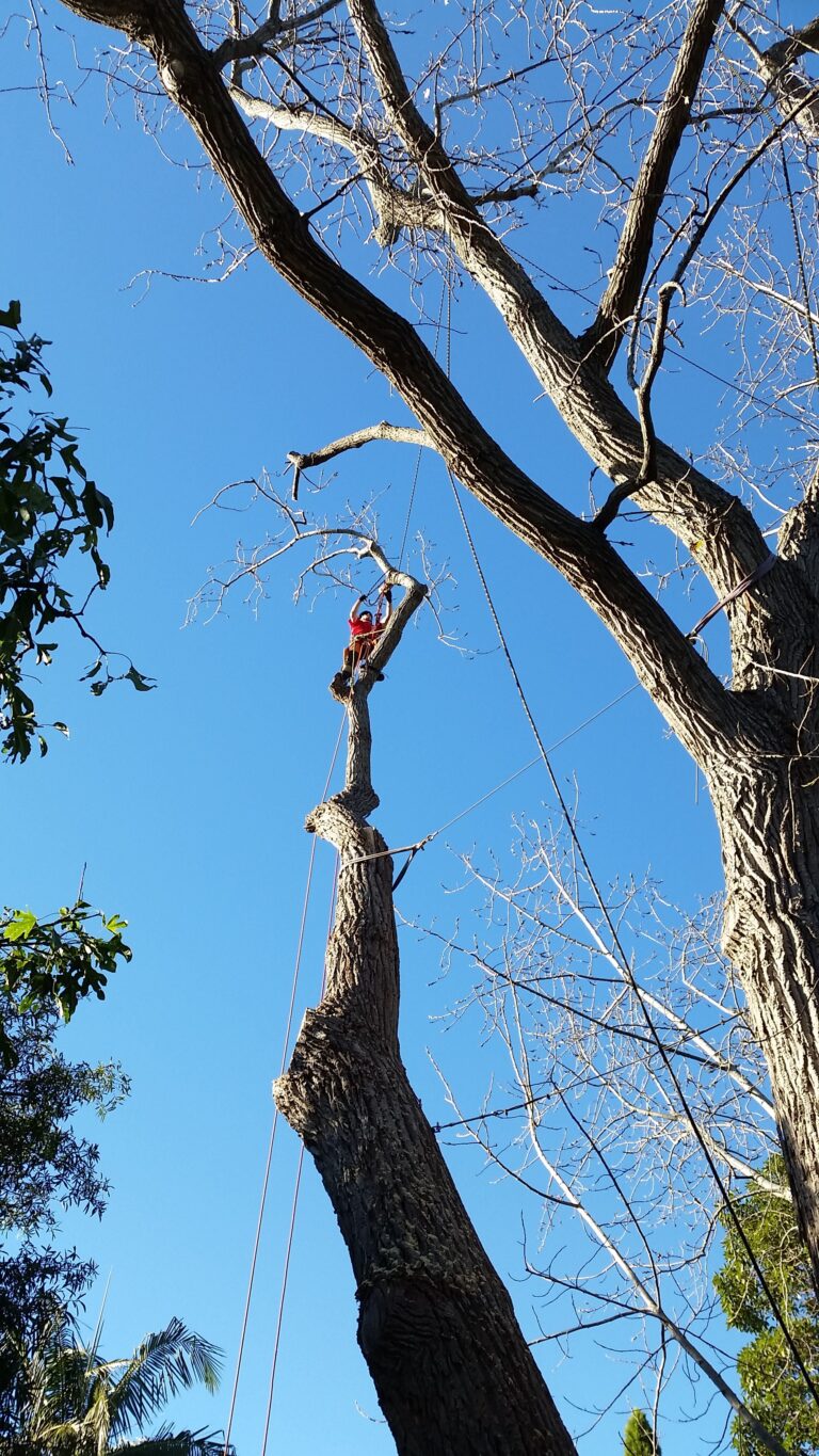 Tree Pruning