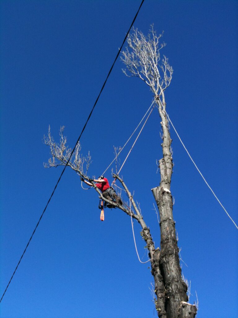 Poplar tree removal in Moore Park Golf Course