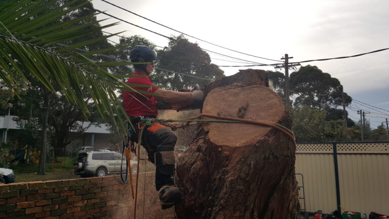 Removal in Roseville