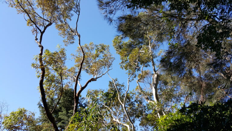 Storm damaged tree after