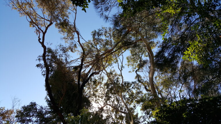 Storm damaged tree – before