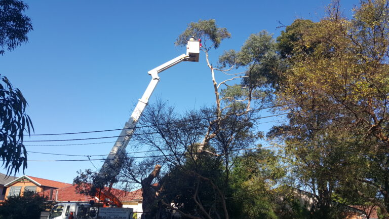 Eucalypt removal in Artarmon