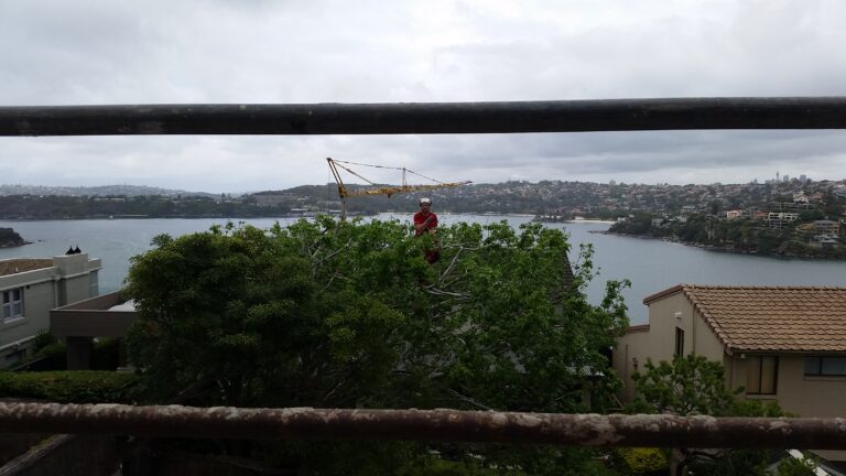 View After
