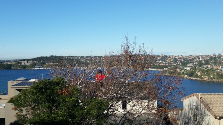 View prune in Clontarf