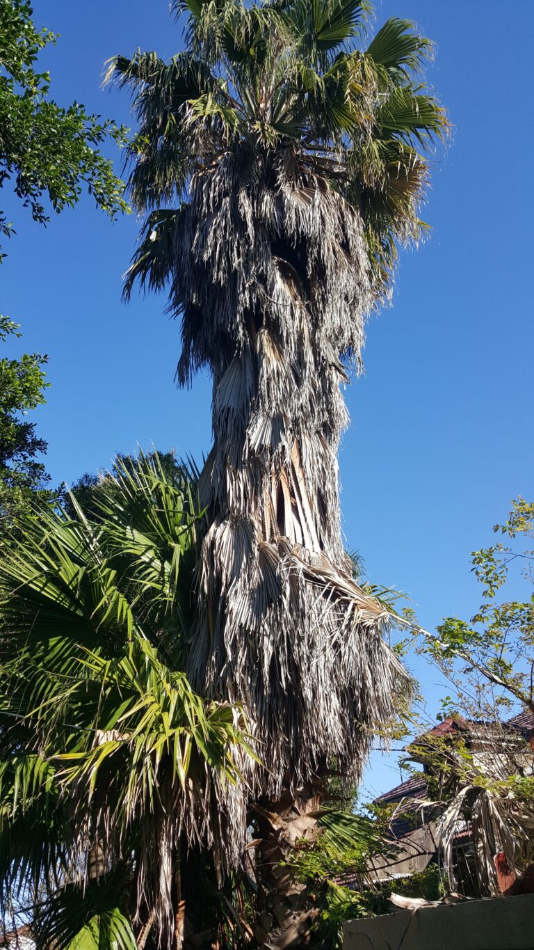 Washingtonia Palm – Before
